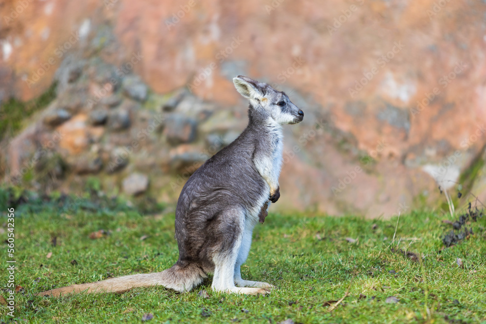 Eastern mountain kangaroo - Macropus robustus robustus on a green meadow