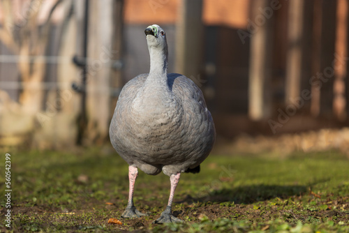 A large gray goose on a green lawn. © Roman Bjuty