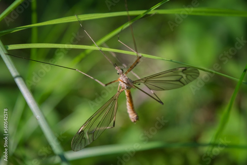 One european arsh Crane Fly - Big Schnake Tipula oleracea on blade of grass in green nature with copy space.