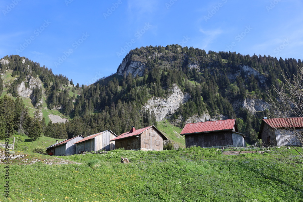 View in a forest of the department of Haute-Savoie