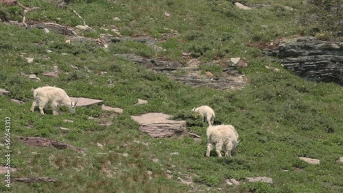 A family of mountain goats graze in a lush green alpine meadow near the Hidden Lake trail in Glacier National park Montana on a sunny, breezy summer day. photo
