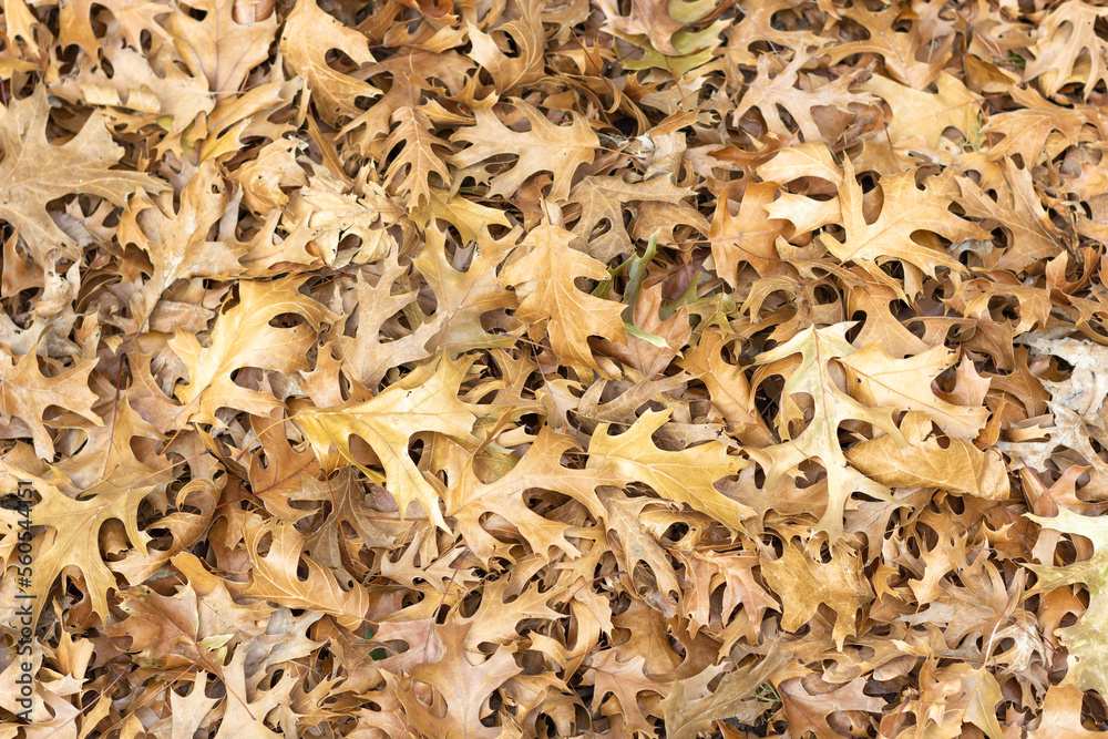 Forest in the autumn, with leaves on the ground, red, brown Forest in the autumn, with leaves on the ground, red, brown