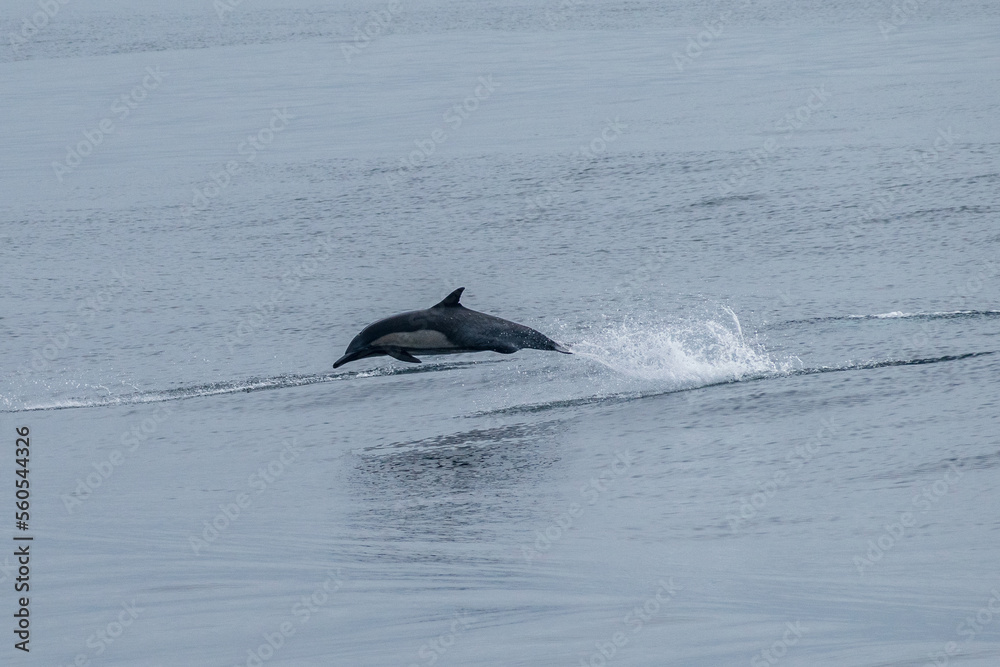 Fototapeta premium Dolphins in the Pacific Ocean, California