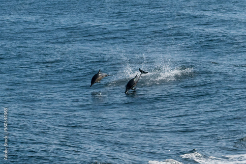 Dolphins in the Pacific Ocean, California