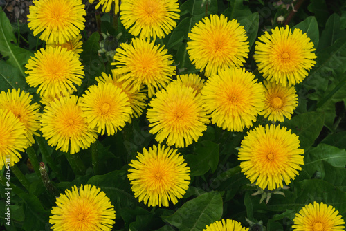 yellow dandelion flowers