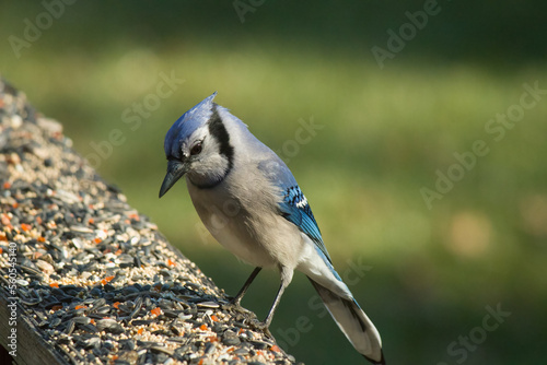 This cute little blue jay came to my deck for a visit the other day. He stopped by for some birdseed. I love the look of his blue, white, and grey feathers. They always looks very intelligent. © Larry