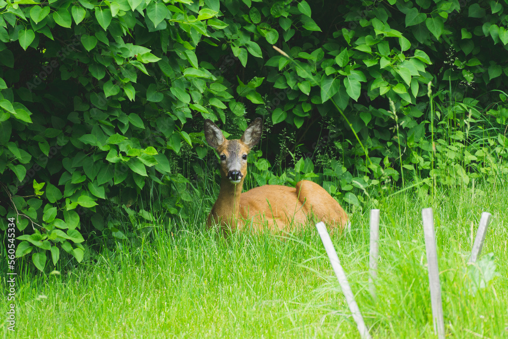 deer in the forest deer in the forest