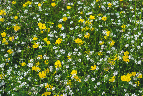 field of yellow and white flowers, buttercups