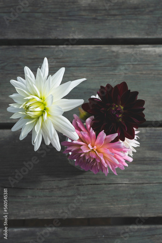 Dahlia flowers on wooden background