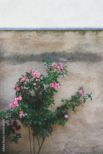 Fototapeta Naklejka Na Ścianę i Meble -  Rose flowers on the wall