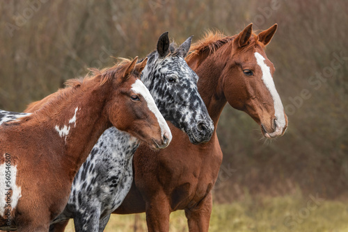 Three horses standing together in autumn