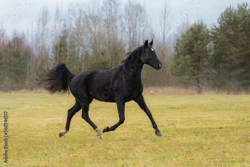 Black Hanoverian breed horse running in the field in autumn
