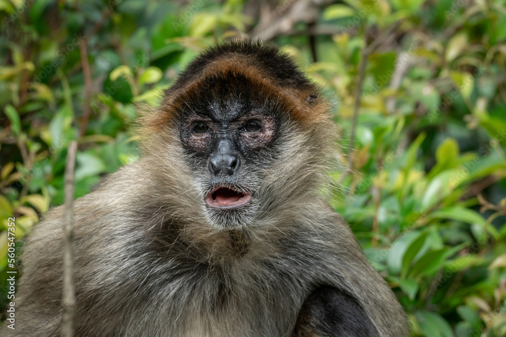 Obraz premium Spider Monkey Portrait