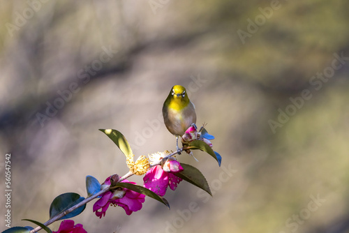 山茶花にとまるメジロ