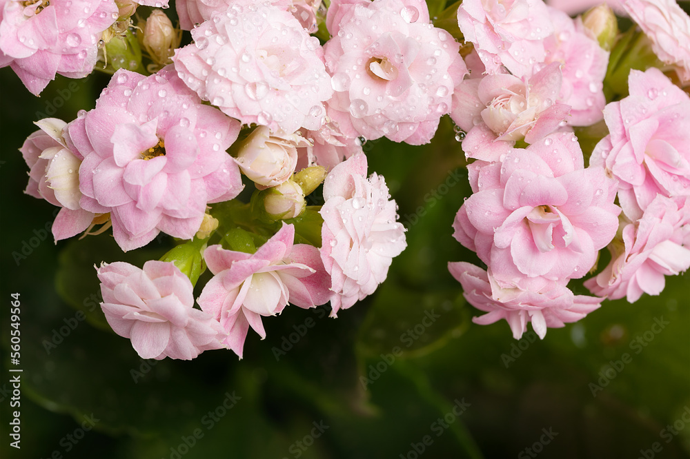 floral card with pink Kalanchoe flowers in full frame against the background of green leaves of the flower, selective focus