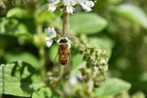 Abejas trabajando