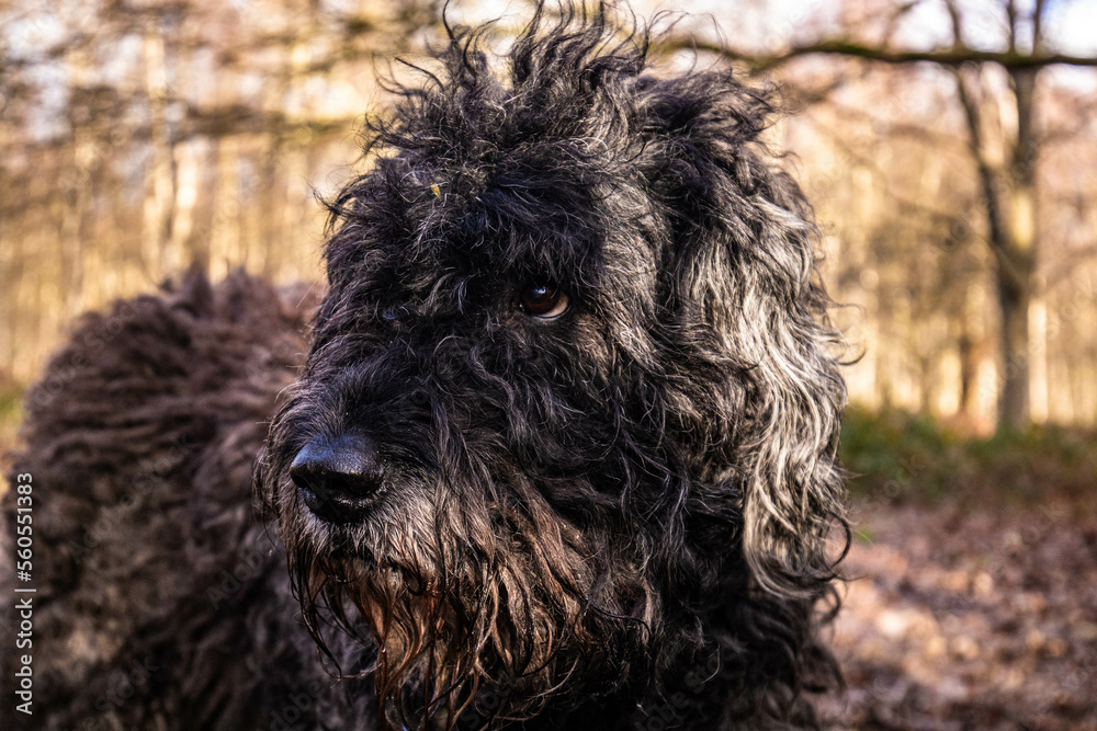 Cute mucky Bouvier des Flandres dog in the woods
