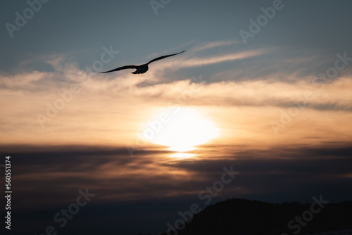 Bird flying over the sea of clouds