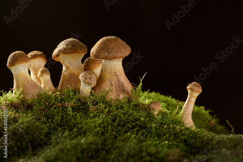 Mushrooms of honey mushrooms close -up on a dark background grow in the forest photo