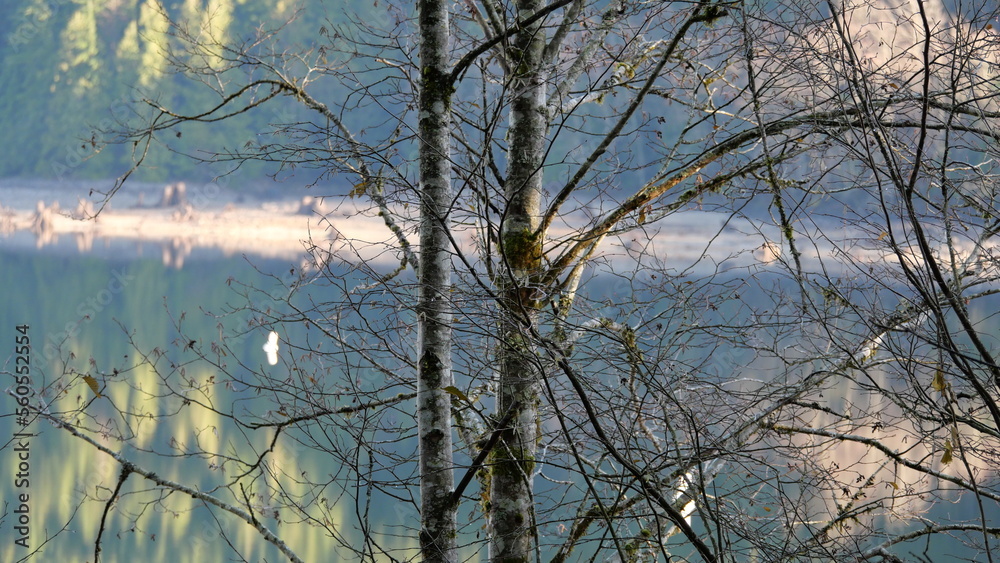 Looking through the trees at the reflections of evergreens in the Alouette Lake at the Golden Ears Provincial Park in Maple Ridge, British Columbia, Canada Looking through the trees at the reflections of evergreens in the Alouette Lake at the Golden Ears Provincial Park in Maple Ridge, British Columbia, Canada
