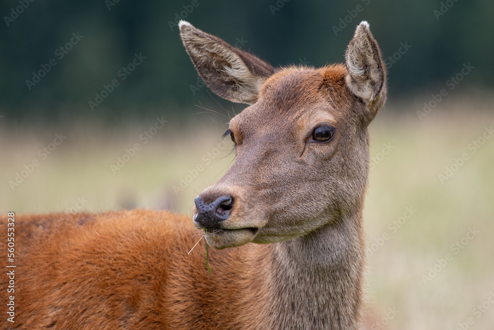 Fototapeta premium Hirschkuh