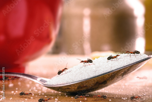 sweet ants eating sugar on spoon, insect problem and rpaga inside the kitchen photo