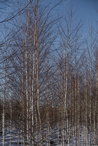 Densely planted young birches without leaves in winter, winter birch grove on a sunny day