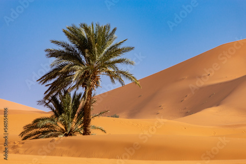 Palm tree in oasis in Sahara Desert in Morroco