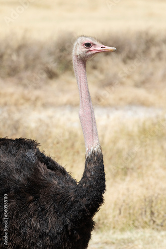 A large adult male ostrich stands alone in Ngorongoro crater.