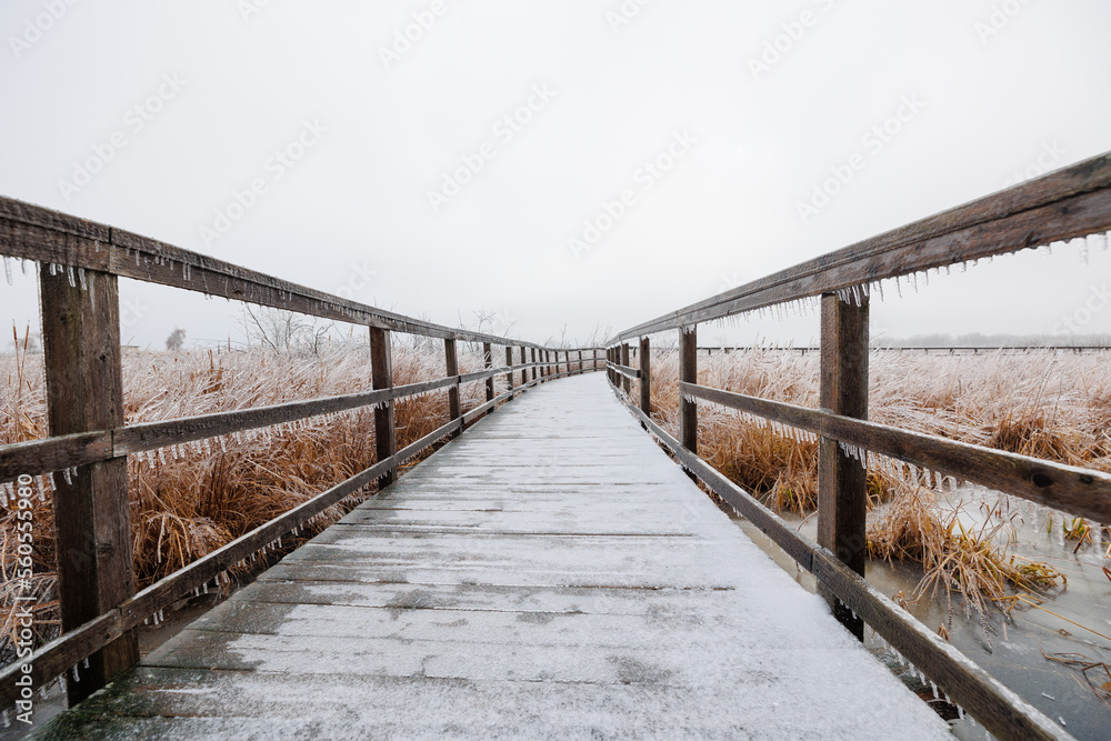 Wide angle view of a boardwalk through marshland frozen over after an ice storm