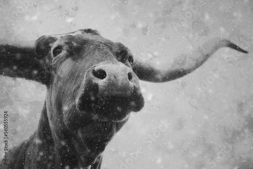 Confident Texas longhorn cow with large horns in winter snow for portrait, copy space on texture background.