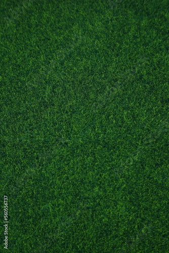 Green grass background, lawn pattern