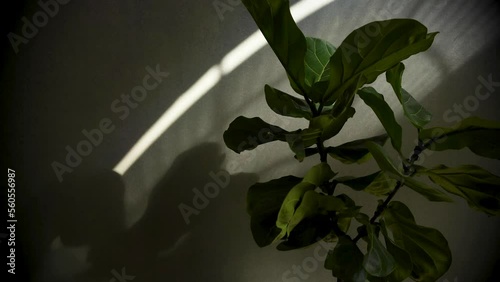 Emotional Timelapse of Fig Tree in Front of Canvas Backdrop