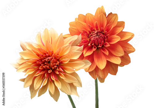 Yellow and orange Dahlia Flowers Isolated on white background. Beautiful ornamental blooming garden plant