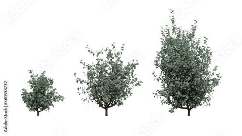 set of dark shiny leaf bush isolated on white  3d rendering of bush png transparent  suitable for archiviz  architecture visualization