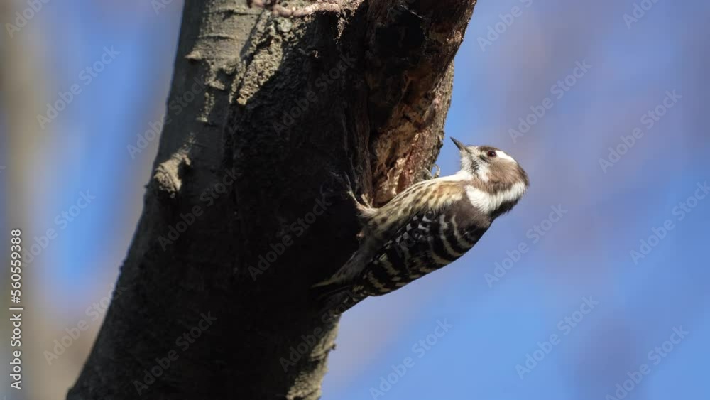 japanese pigmy woodpecker on a tree japanese pigmy woodpecker on a tree