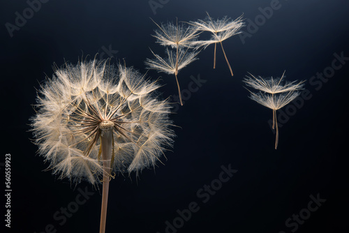 dandelion seeds fly from a flower on a dark background. botany and bloom growth propagation.