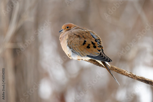 Фотография Close up side portrait of a mourning dove perched on a branch in winter