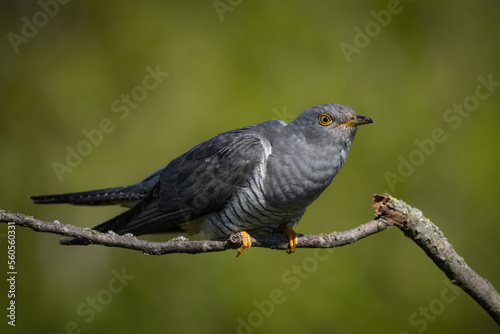 A male cuckoo guarding his territory.
