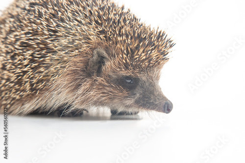 Erinaceus europaeus. Common European hedgehog on a white background