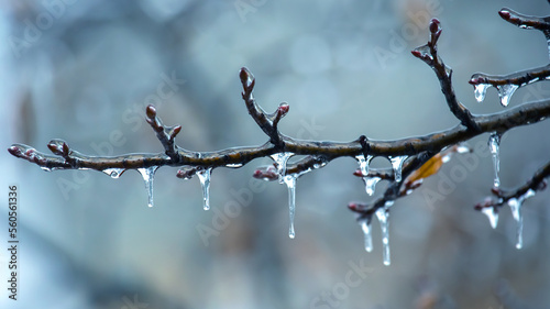 Foto Icicles on icy tree branches