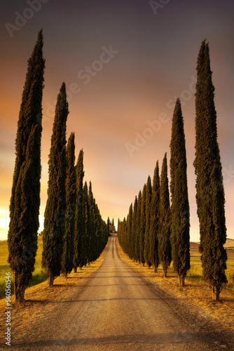 Cypress Trees in Tuscany, Italy taken in May 2022