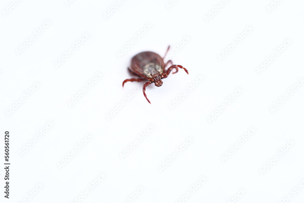 mite, Ixodid, encephalitic live tick close-up on a white background, macro photography. mite, Ixodid, encephalitic live tick close-up on a white background, macro photography.