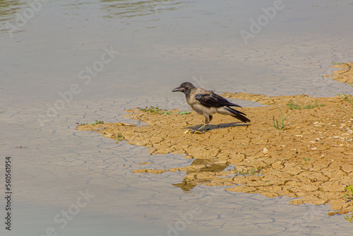 Hooded crow (Corvus cornix) by Zayandeh river in Isfahan, Iran