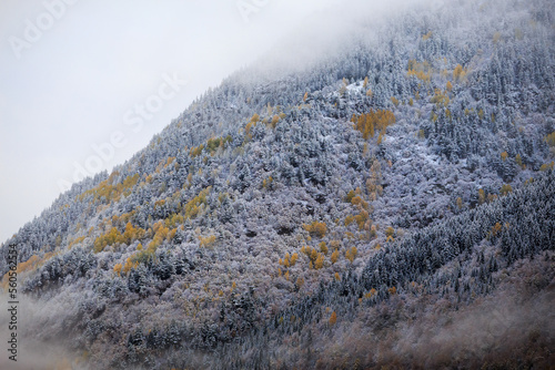 trees in the snow in autumn in the mountains