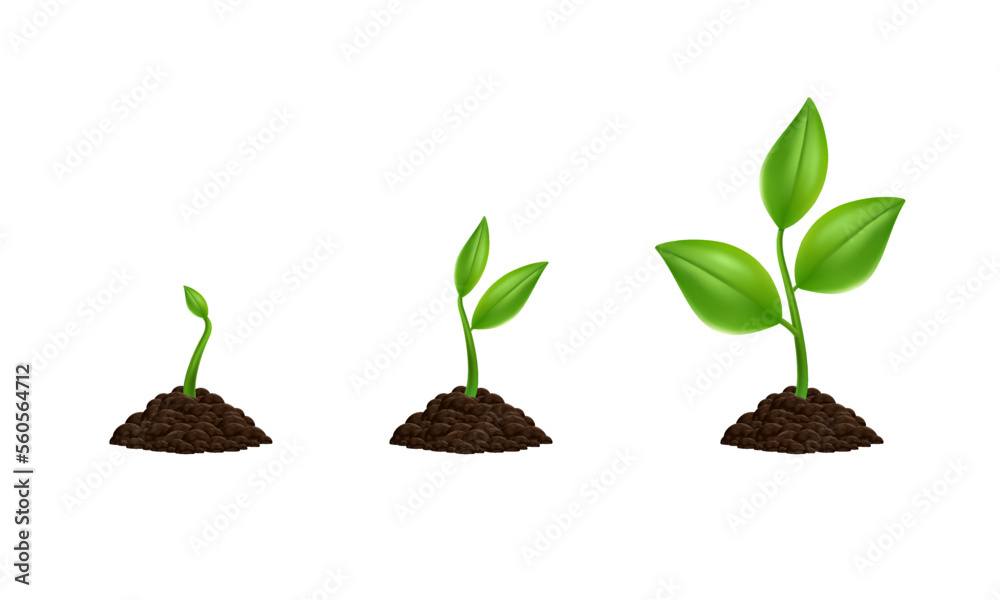 Plant growing phases 3D vector illustration. Isolated planting tree infographic. Green leaf, nature, or agriculture icons. Realistic sprout, growth symbol. Plant growing phases 3D vector illustration. Isolated planting tree infographic. Green leaf, nature, or agriculture icons. Realistic sprout, growth symbol.