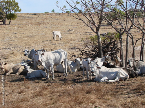 Cattle. Farm animals. Herd of white Zebu cows.