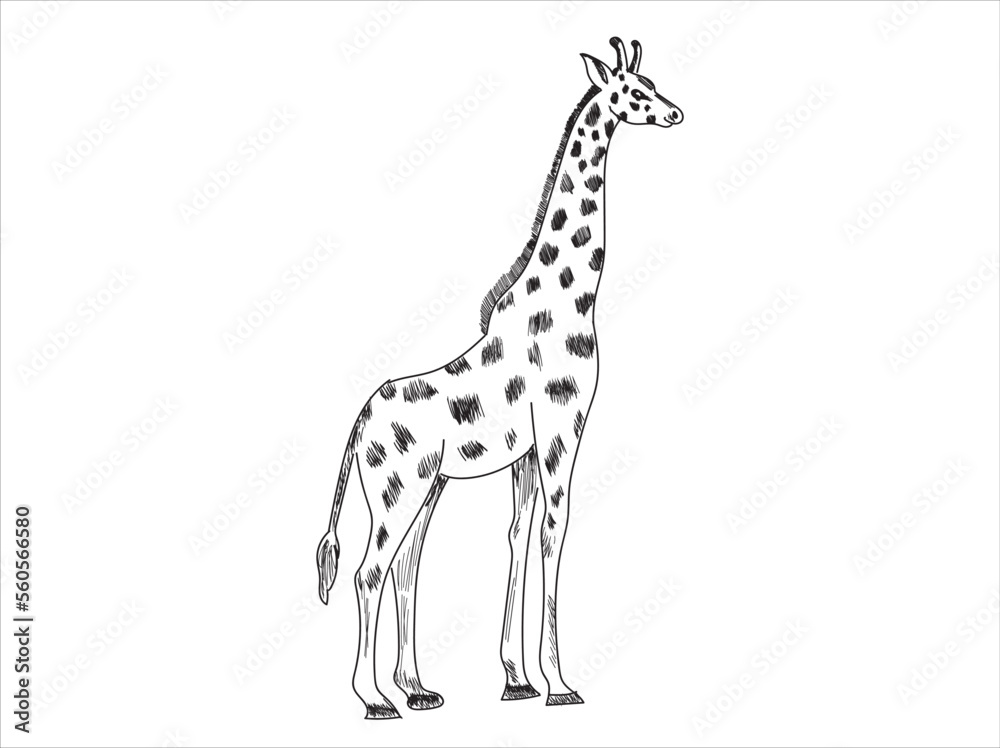 Naklejka premium giraffe sketch drawing vector illustration