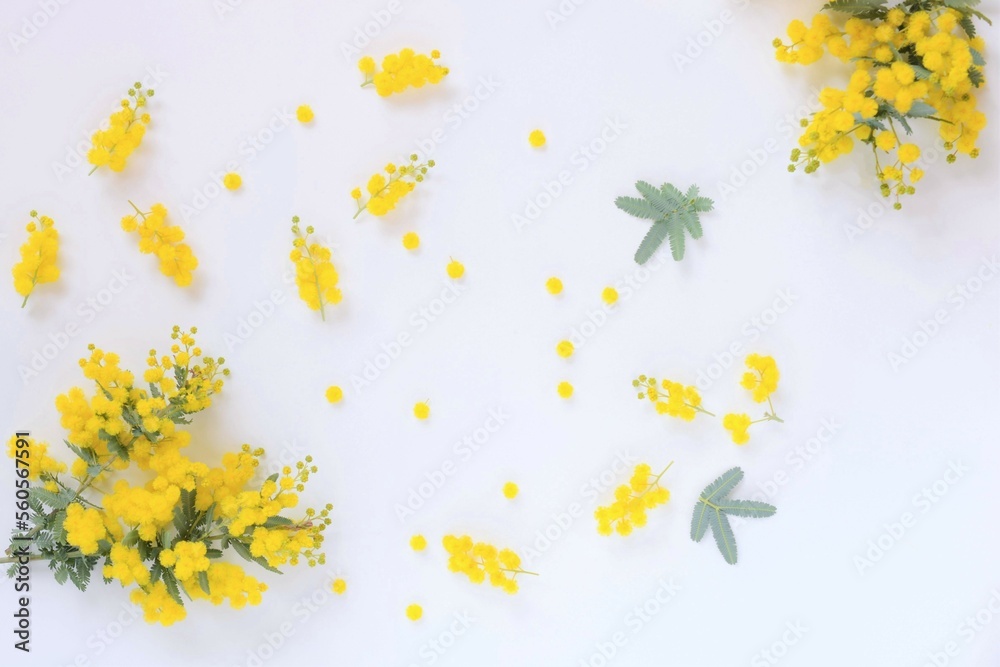 白背景に黄色いミモザの花の背景、室内のアカシアの花と葉 白背景に黄色いミモザの花の背景、室内のアカシアの花と葉
