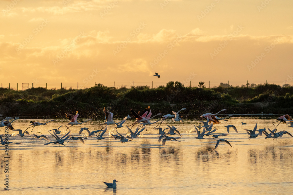 Flock of flamingo's going into the sky from the water in sunset Flock of flamingo's going into the sky from the water in sunset